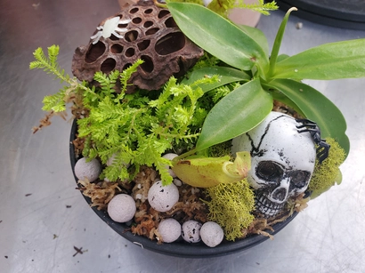 Carnivorous Tropical Planter Workshop