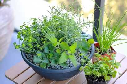 FREE Seminar: Growing a Culinary Herb Garden