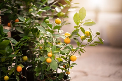 FREE Seminar: Growing your own Citrus