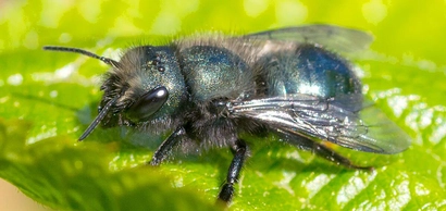 FREE Seminar: Spring Mason Bees