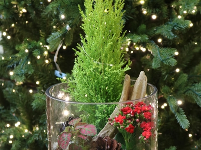Holiday Magic Terrarium Workshop