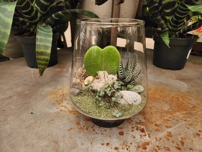 Hoya Heart Terrarium Workshop