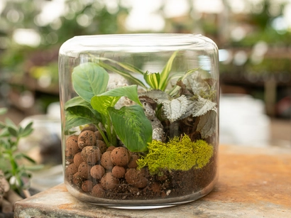 Terrariums for the Gifting Season