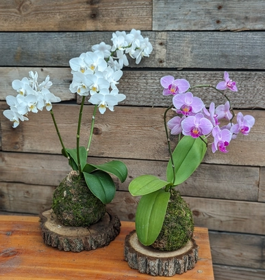 SOLD OUT! Orchid Kokedama Workshop