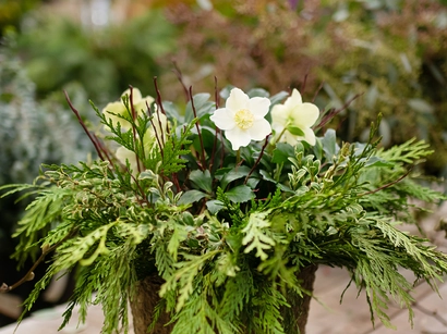 Winter Hellebore Planter Workshop