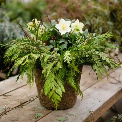 Winter Hellebore Planter Workshop