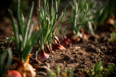 Growing Onions