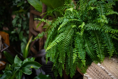 The Benefits of Indoor Plants for the Home & Office